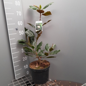 MAGN GRANDIFLORA