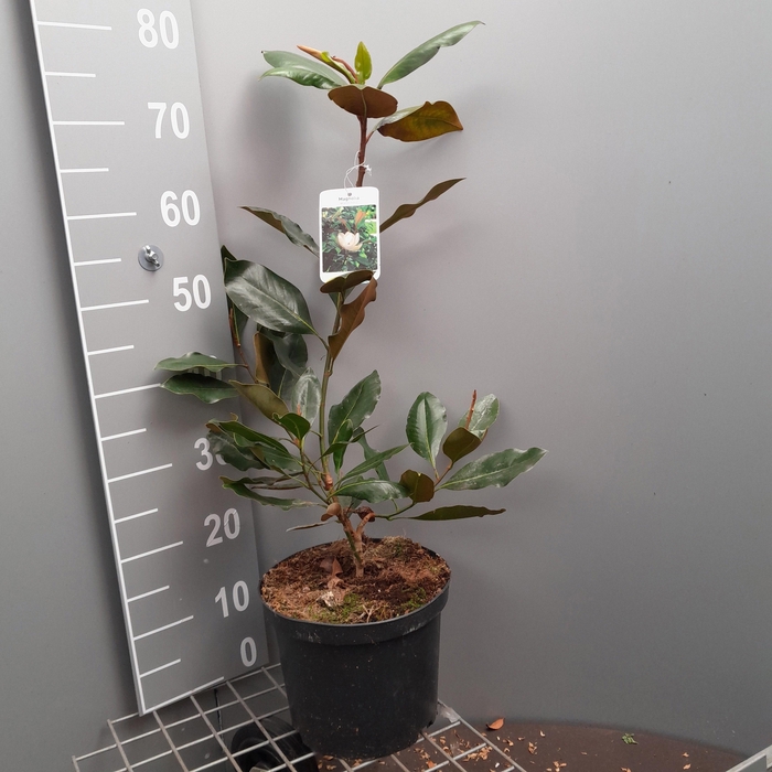 <h4>MAGN GRANDIFLORA</h4>
