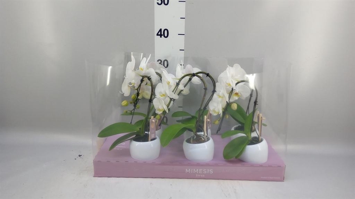 <h4>Phalaenopsis   ...white</h4>