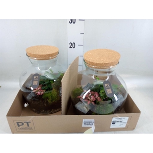 Arr.   Kamerplant Groen H%