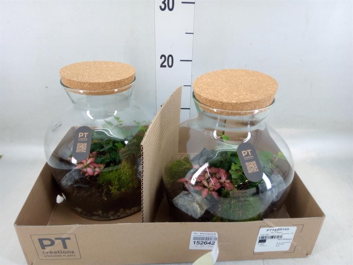 <h4>Arr. Kamerplant Groen H%</h4>