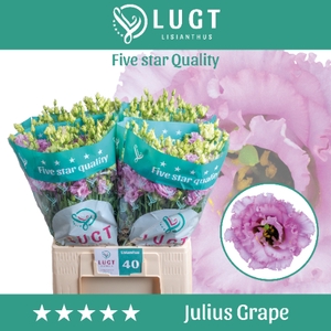 Lisianthus Julius Grape