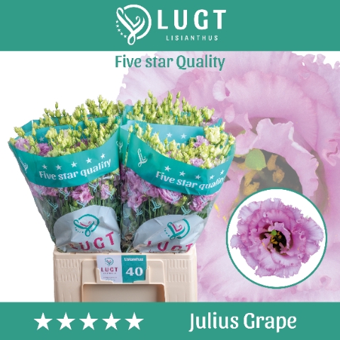 <h4>Lisianthus Julius Grape</h4>