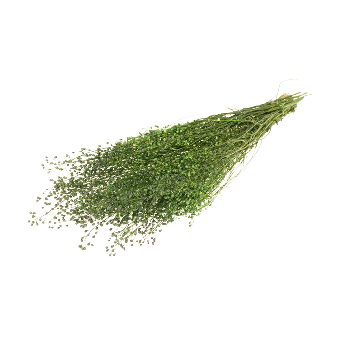 <h4>Lepidium Atraxa Moss Green</h4>