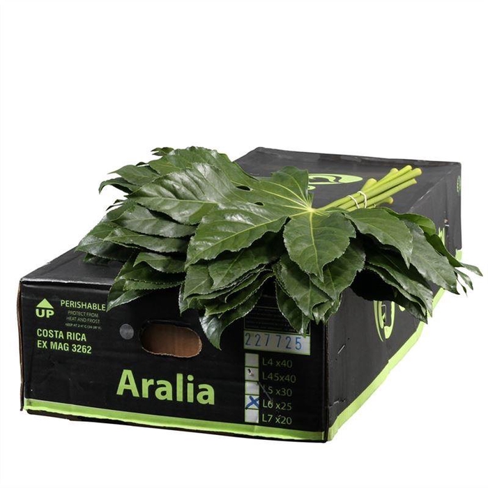 <h4>Aralia Gr. Beauty</h4>