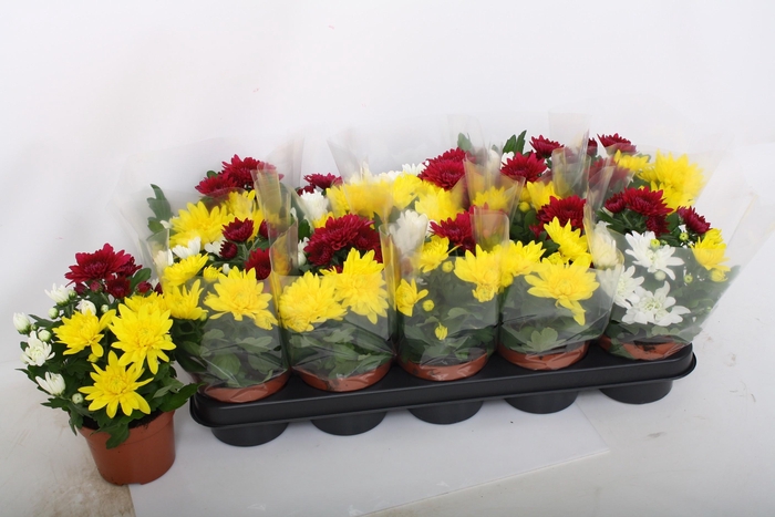 <h4>CHRYS GEM IN POT</h4>