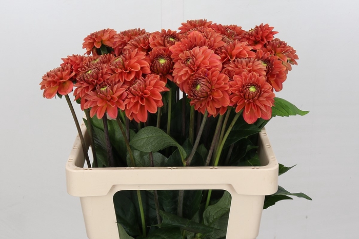 <h4>Dahlia Fox Orange</h4>