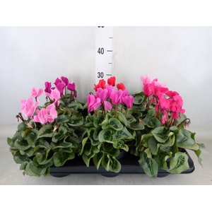 Cyclamen MD 'Rembrandt'