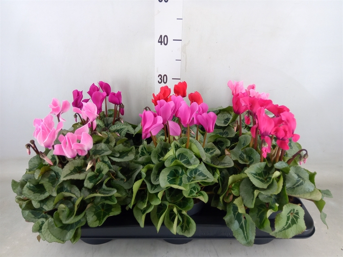 <h4>Cyclamen MD 'Rembrandt'</h4>