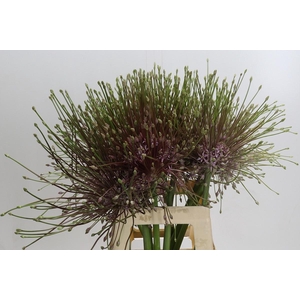 ALLIUM SCHUBERTII#*
