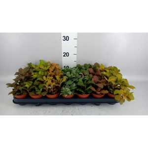 FITTONIA