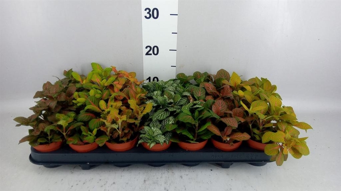 <h4>Fittonia   ...mix 7</h4>