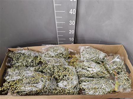 <h4>Dadels Tros Lago Kg</h4>