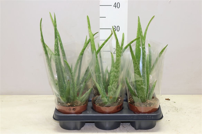 <h4>Aloe Vera</h4>