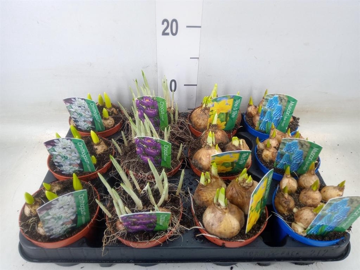 <h4>Bolbloemen   ...mix</h4>