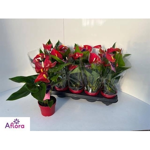 ANTHU AN BAMBINO RED