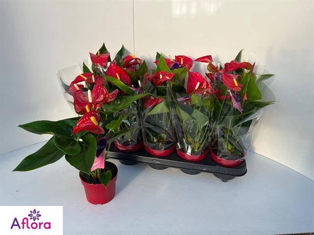 <h4>ANTHU AN BAMBINO RED</h4>