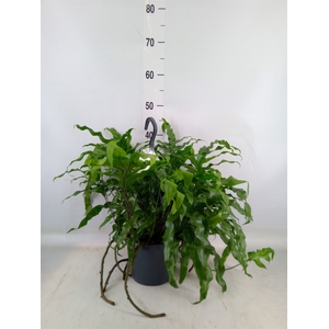 Microsorum diversifolium