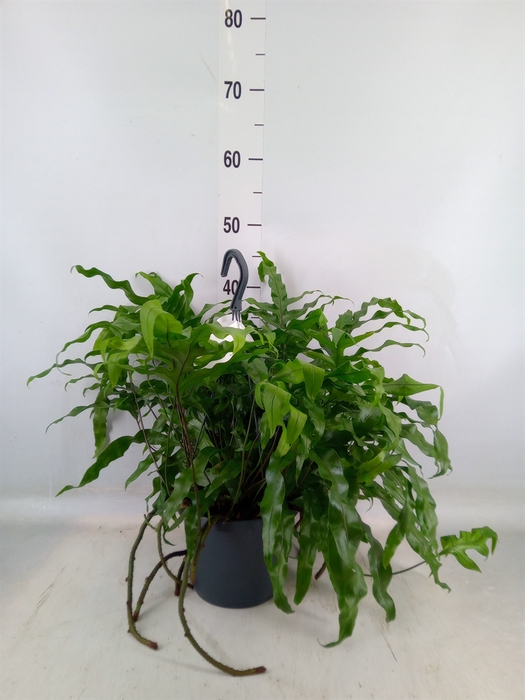 <h4>Microsorum diversifolium</h4>