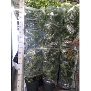 Schefflera arbor. 'Gold Capella'