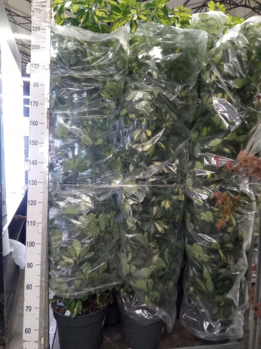 <h4>Schefflera arbor. 'Gold Capella'</h4>