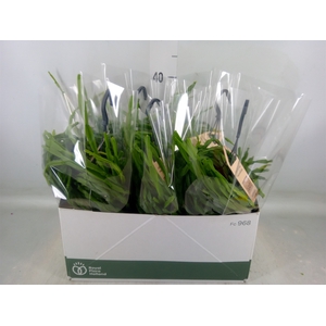 Rhipsalis paradoxa