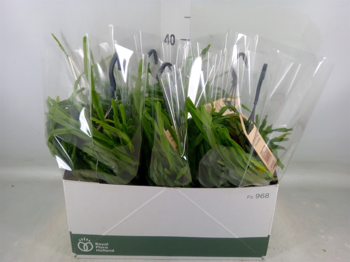 <h4>Rhipsalis paradoxa</h4>