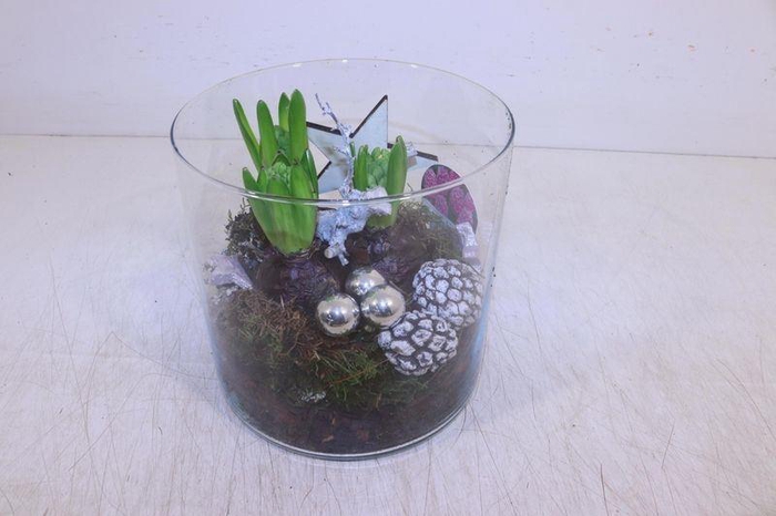 <h4>ARR HYACINTH</h4>