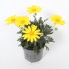 Euryops Silver Star