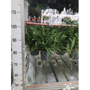 Nephrolepis cord. 'Duffii'