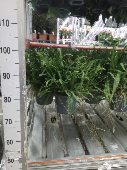 <h4>Nephrolepis cord. 'Duffii'</h4>