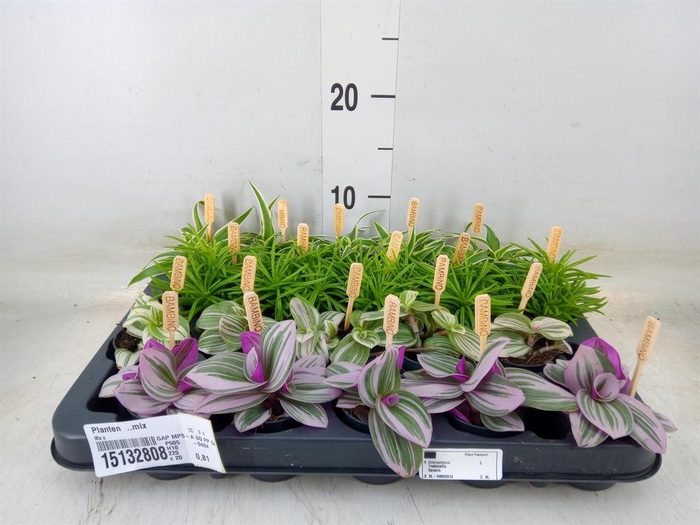 <h4>Planten  ..mix</h4>