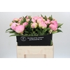 Paeonia Pink Giant