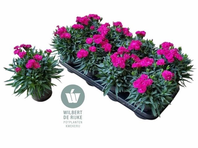 <h4>DIAN CA PEMAN VIOLET</h4>