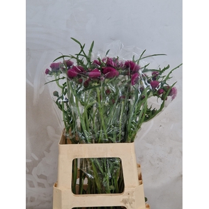 CIRS R ATROPURPUREUM