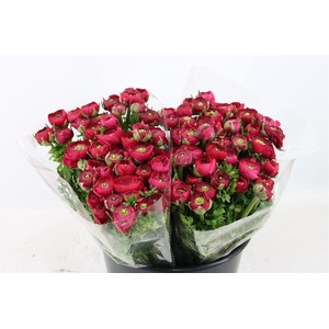 Ran Elegance Hot Pink