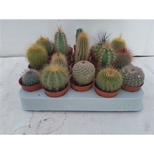 3.20 cactus met sticker