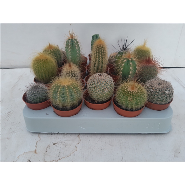 <h4>3.20 cactus met sticker</h4>