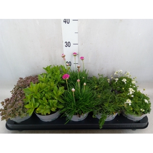 Rotsplanten   ...mix   [Rock plant]