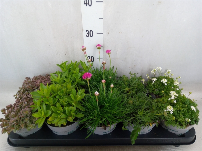 <h4>Rotsplanten   ...mix   [Rock plant]</h4>