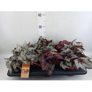 Begonia BD rex   ...mix