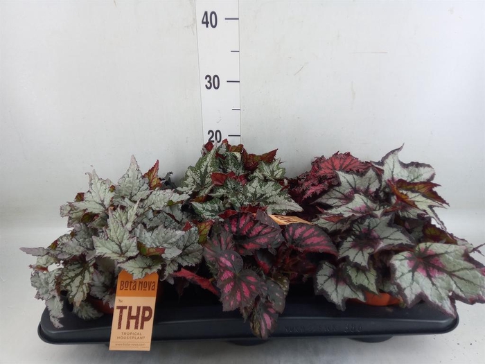<h4>Begonia BD rex   ...mix</h4>