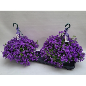 CAMP PORTENSCHLAGIAN