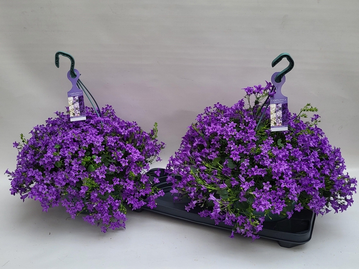 <h4>CAMP PORTENSCHLAGIAN</h4>