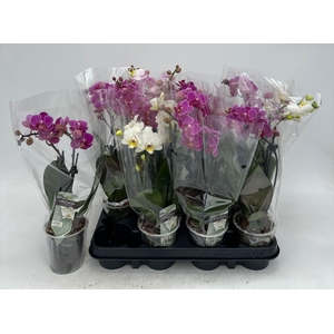 PHAL GEM