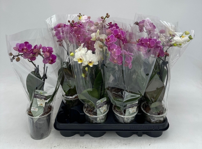 <h4>PHAL GEM</h4>