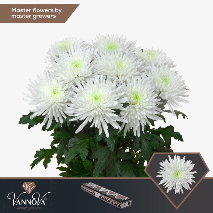 <h4>Chrysanthemum PL 'Topspin'</h4>