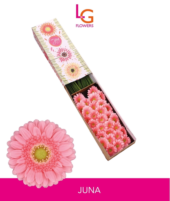 <h4>Germini Juna Doos</h4>