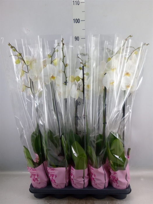 <h4>Phalaenopsis   ...white</h4>