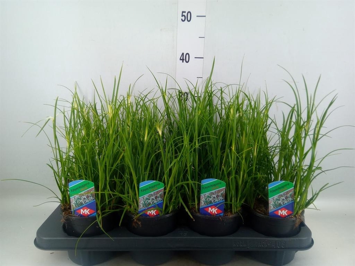 <h4>Rhynchospora colorata</h4>